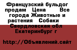 Французский бульдог продам › Цена ­ 1 - Все города Животные и растения » Собаки   . Свердловская обл.,Екатеринбург г.